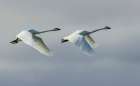 Tundra swan pair flying over the arctic tundra of Northern Manitoba, Canada. Art Print